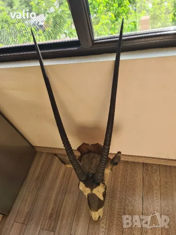 Трофей на антилопа Гемсбок, снимка 2 - Други - 50184511