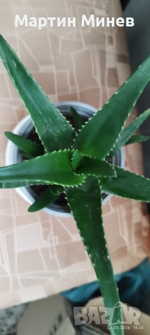 Алое , снимка 2 - Стайни растения - 53857924