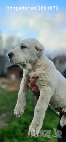 алабайчета , снимка 6 - Алабай - 54165108