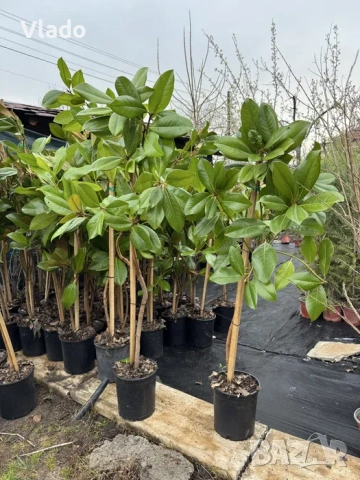 Магнолия Грандифлора(Grandiflora) - вечнозелена