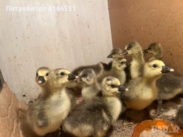 Гъсета гъски, снимка 2 - Патици и гъски - 54127920