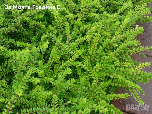 Лоницера "Нитида" , снимка 2 - Градински цветя и растения - 49766487