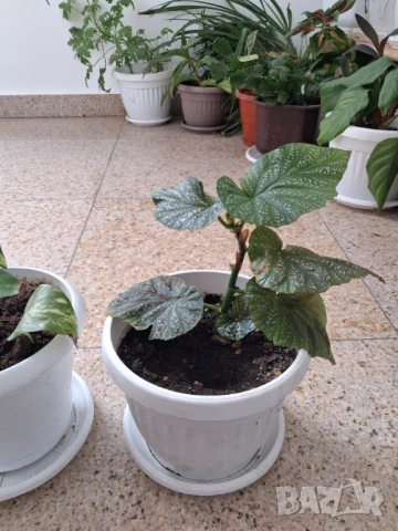 Стайни цветя