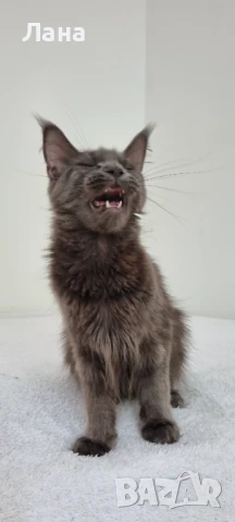 Коте Мейн Кун , снимка 2 - Мейн кун - 51248816