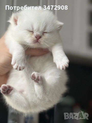 Британски коларпоинт котета, снимка 5 - Британска късокосместа - 54242100