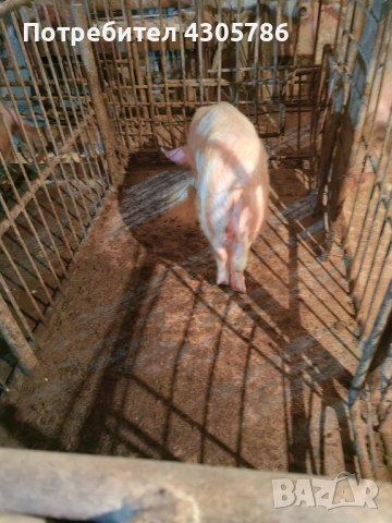 Мъжки прасета, снимка 5 - Прасета - 49519207