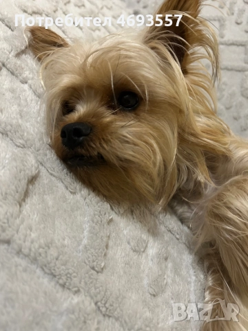 Продавам мъжко стандартно йорки