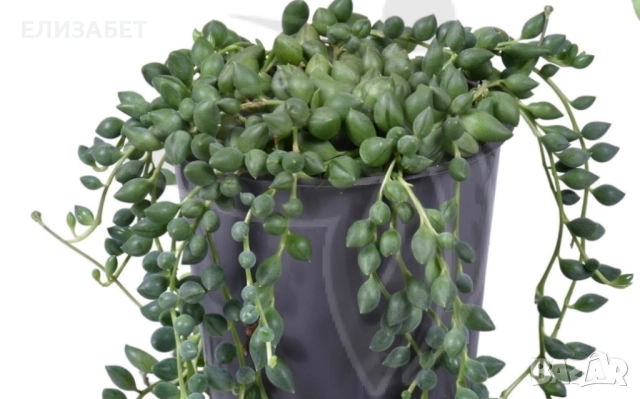 Сенецио, снимка 1