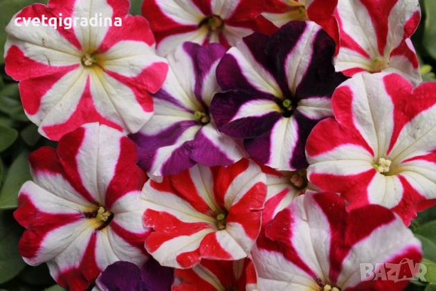 Бордюрна петуния, снимка 3 - Градински цветя и растения - 54352376