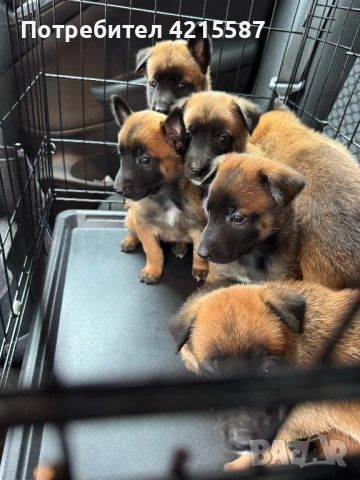 Белгийски овчарки бебета