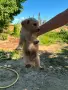 Подарявам 3бр малки кученца, снимка 3