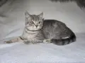 Британска/ Шотландска , снимка 3