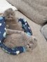 Шотландски клепоухи котенца на 2 месеца, снимка 9
