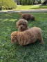 Мини пудели / Mini Poodles, снимка 13