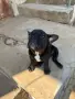 Френски булдог момиченца, снимка 1