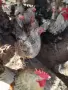 Кокошки катунски + петел, снимка 1