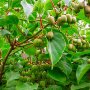 Киви Actinidia arguta Issai - МИНИ КИВИ – малко познато и много вкусно!, снимка 8