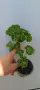 Pelargonium Sutavres Igor , снимка 5