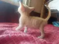 Търся дом на котенцата от снимките - 3 женски, снимка 4