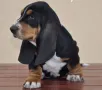 Басет хаунд , снимка 4