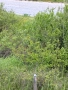 Земеделска земя гр. Дебелец, снимка 8
