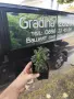 Бъз „Черна кула“ – Sambucus nigra ‘Black Tower’, снимка 6