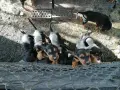 БАЛКАНСКИ ГОНЧЕТА, снимка 10
