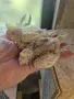 Малки корели зa ръчно хранене , снимка 4