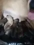 Белгийска овчарка малиноа , снимка 4