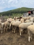 Ovce, снимка 5