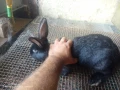 Зайци домашни , снимка 9