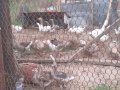  Пилета, гъски, патици, пуйки, копринки, снимка 2