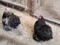 Продавам чифт мини кохин, снимка 1