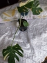 Monstera Thai , снимка 1