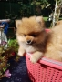 Померан померани Гр. София, снимка 5