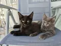 Котенца от породата Мейн-Кун, снимка 3