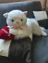 Огромно плюшено коте, снимка 6
