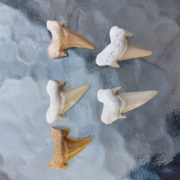 Зъби от праисторическа Акула,фосили Мексико, снимка 3 - Антикварни и старинни предмети - 36568887