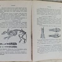 Кратъкъ курсъ по палеонтология (Палеозоология) Петър Бакалов, снимка 4 - Енциклопедии, справочници - 42341841