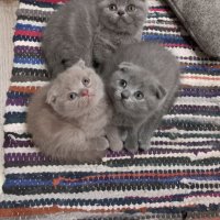 Шотландски клепоухи котенца на 2 месеца, снимка 2 - Британска късокосместа - 39100170