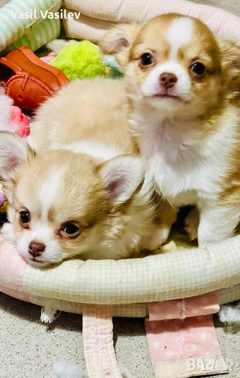 Чихуахуа, снимка 1