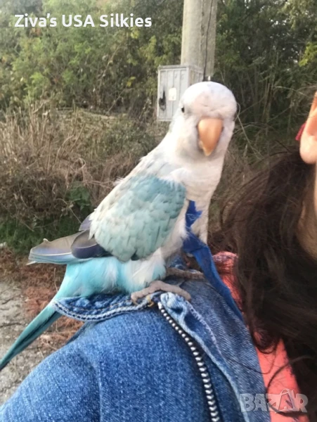 Много социален папагал монах с много голяма клетка, снимка 1