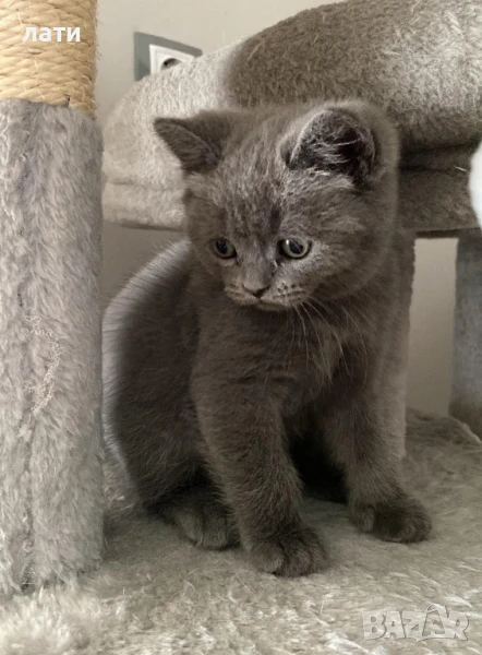 британски котета, снимка 1