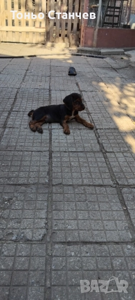 продавам западно сибирски лайки, снимка 1