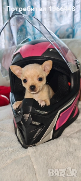 Мини чихуахуа 2 мъжки, снимка 1