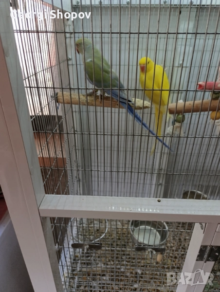 Малък александър, снимка 1