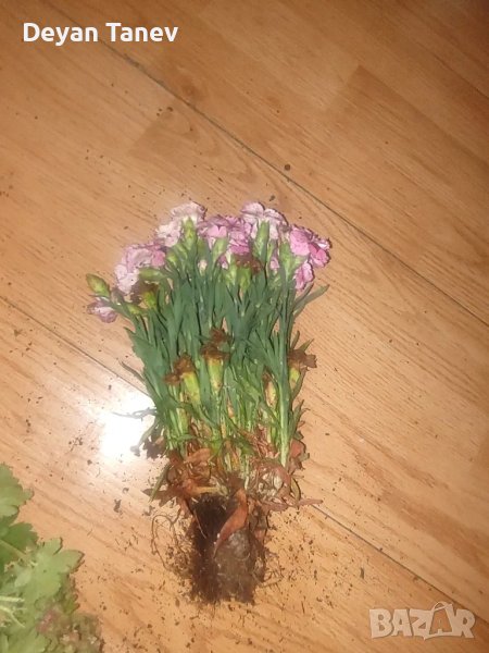 Карамфил разсад - 1 брой /1 лев., снимка 1