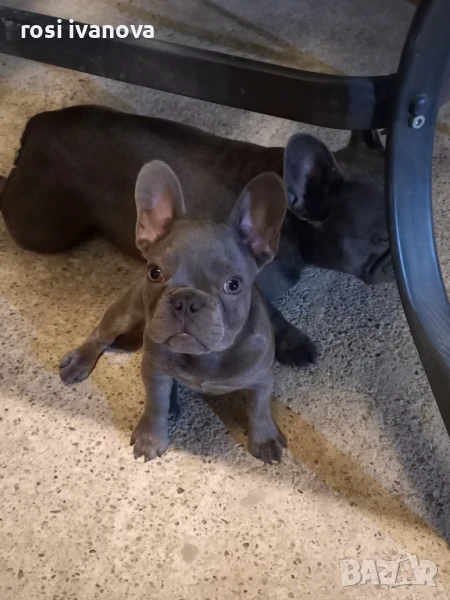 Френски булдочета , снимка 1