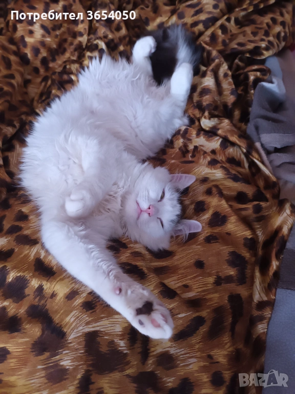 Сибирски ангорец с хигиенни навици , снимка 1