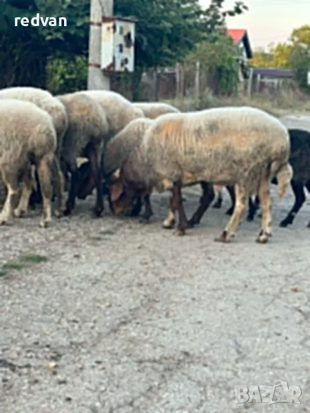 Продавам коч АВАСИ, снимка 1